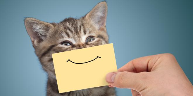 someone holding a cartoon smile over a cat's chin